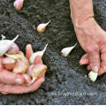 Nueva plantación de ajo de la mejor calidad